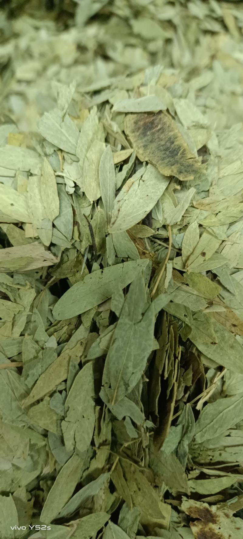 番泻叶各种中草药一起批发需要的老板可以直接下单
