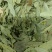 番泻叶各种中草药一起批发需要的老板可以直接下单