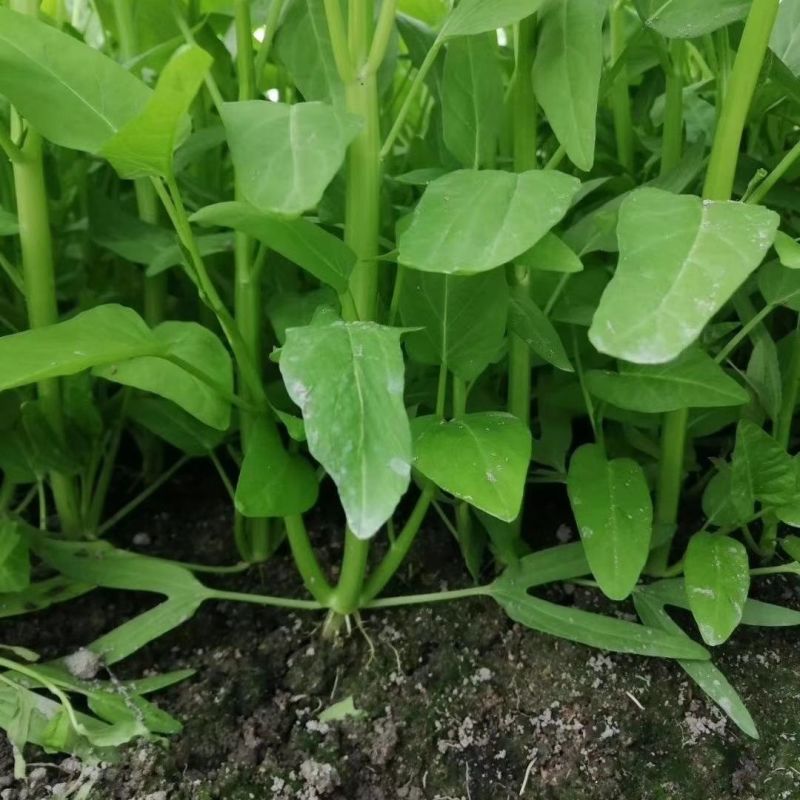 正宗三叉空心菜种子福建通心菜种子蕹菜种籽一籽三叉水培空心