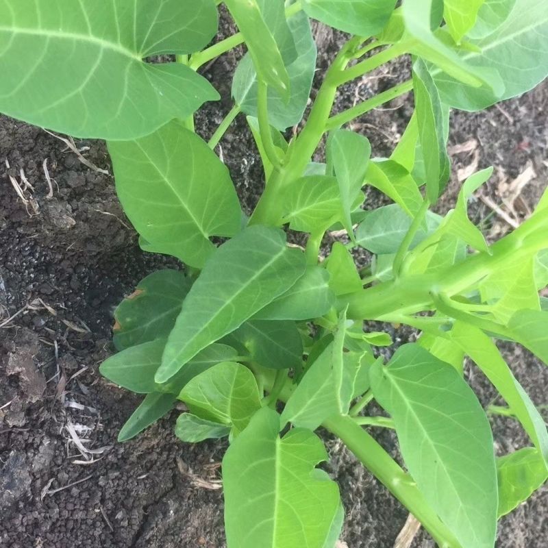 正宗三叉空心菜种子福建通心菜种子蕹菜种籽一籽三叉水培空心