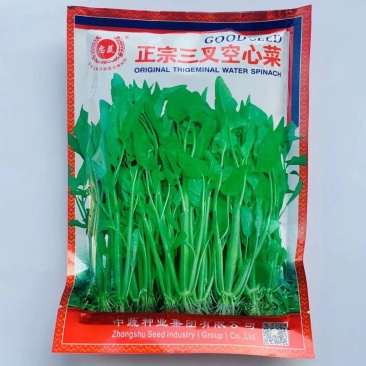 正宗三叉空心菜种子福建通心菜种子蕹菜种籽一籽三叉水培