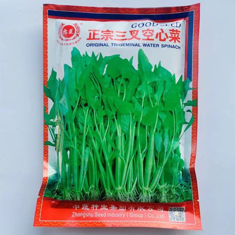 正宗三叉空心菜种子福建通心菜种子蕹菜种籽一籽三叉水培