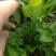 正宗三叉空心菜种子福建通心菜种子蕹菜种籽一籽三叉水培