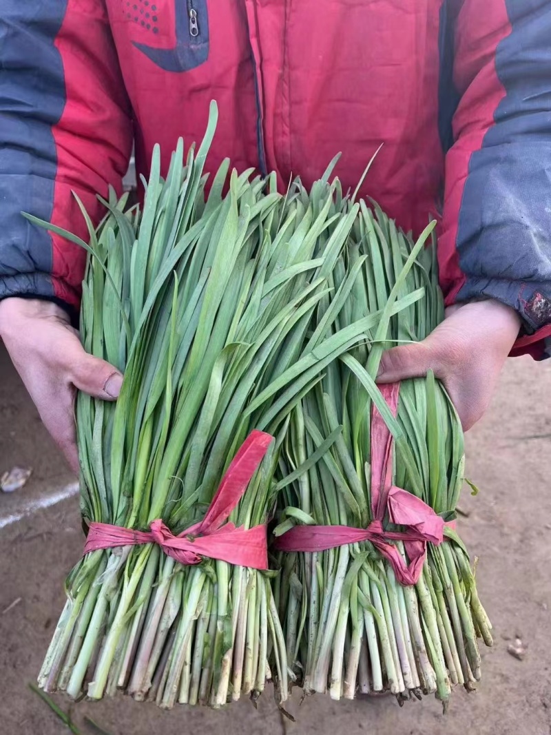 韭菜大量上市，承接电商货，市场货持续接单中。