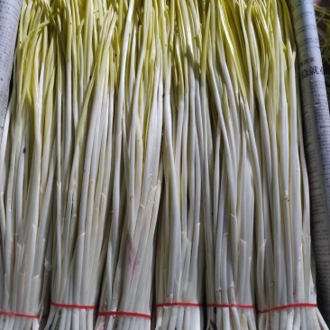 定州蒜黄现以上市要的联系我