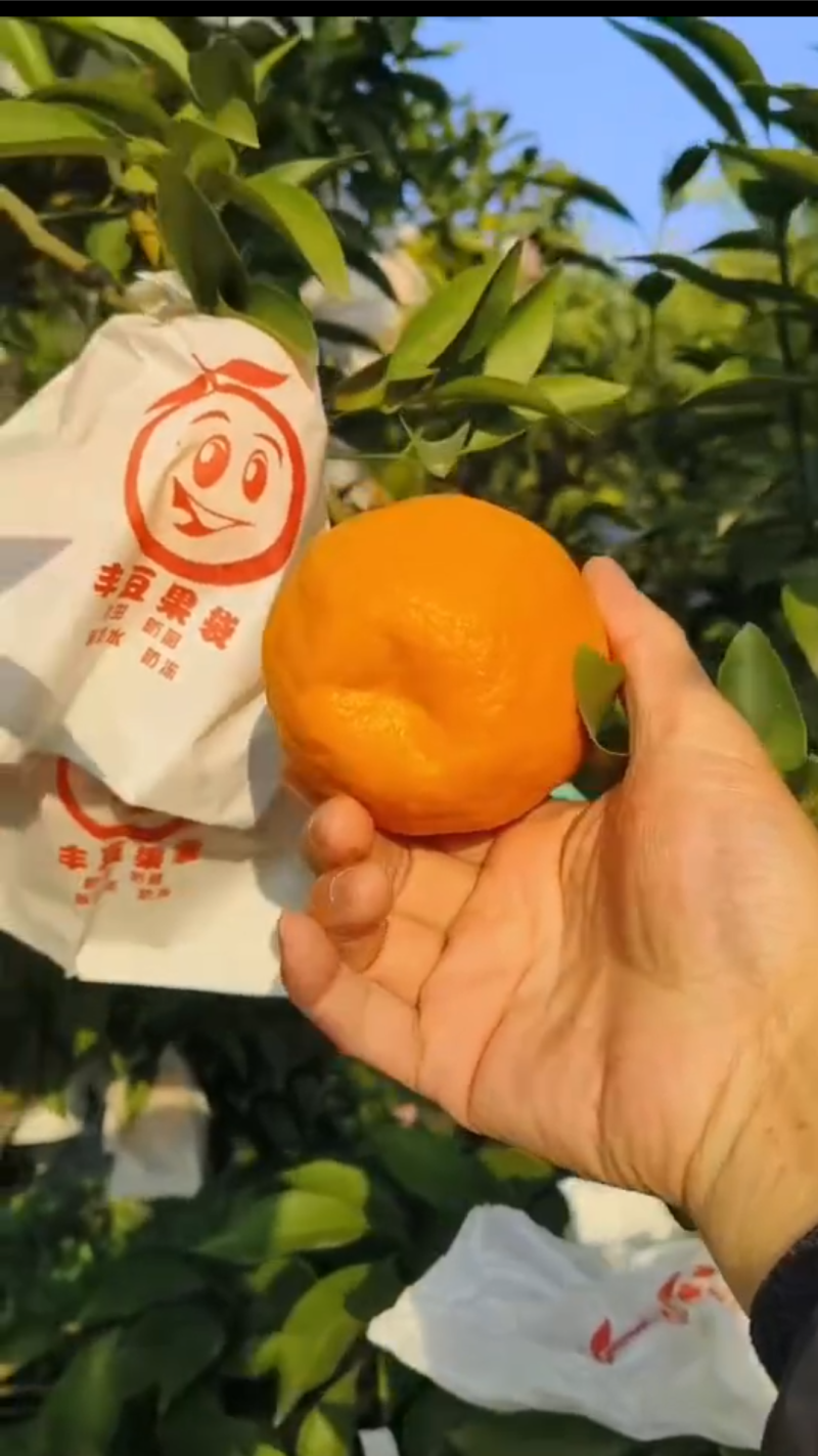 耙耙柑咪甜只挣代办费没任何中间商差价