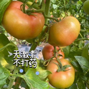云南露天沙瓤西红柿现摘现发树上自然熟
