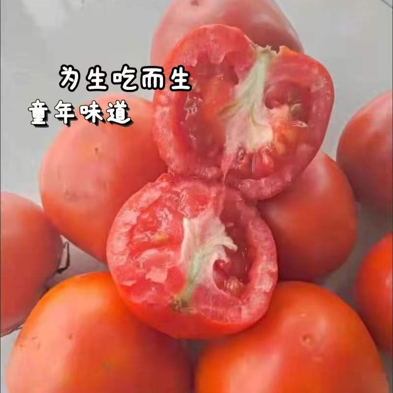 云南露天沙瓤西红柿现摘现发树上自然熟