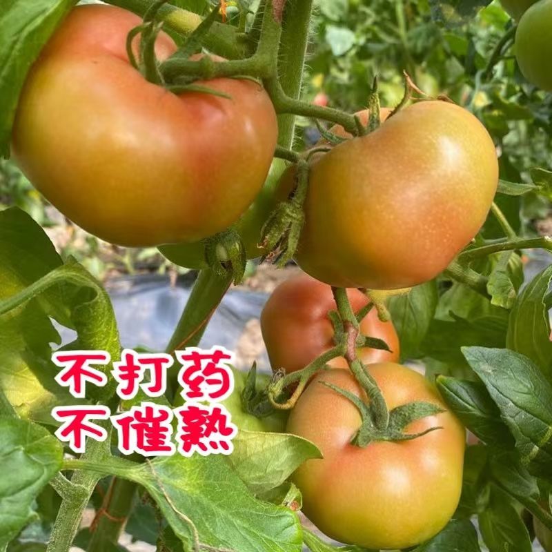 云南露天沙瓤西红柿现摘现发树上自然熟
