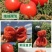云南露天沙瓤西红柿现摘现发树上自然熟
