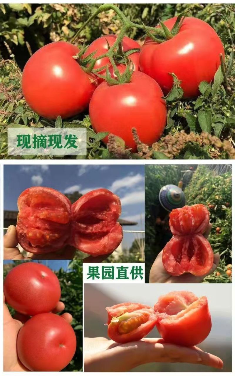 云南露天沙瓤西红柿现摘现发树上自然熟