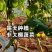 云南露天沙瓤西红柿现摘现发树上自然熟