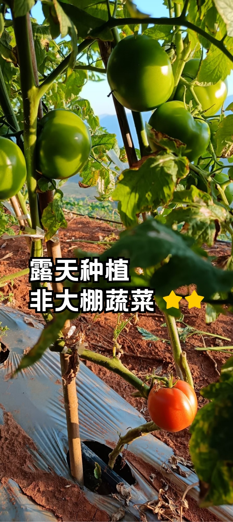 云南露天沙瓤西红柿现摘现发树上自然熟