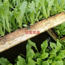 油麦菜苗