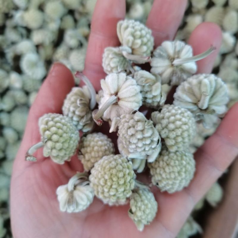 【绿萝花】绿萝花量大从优物美价廉产地直供
