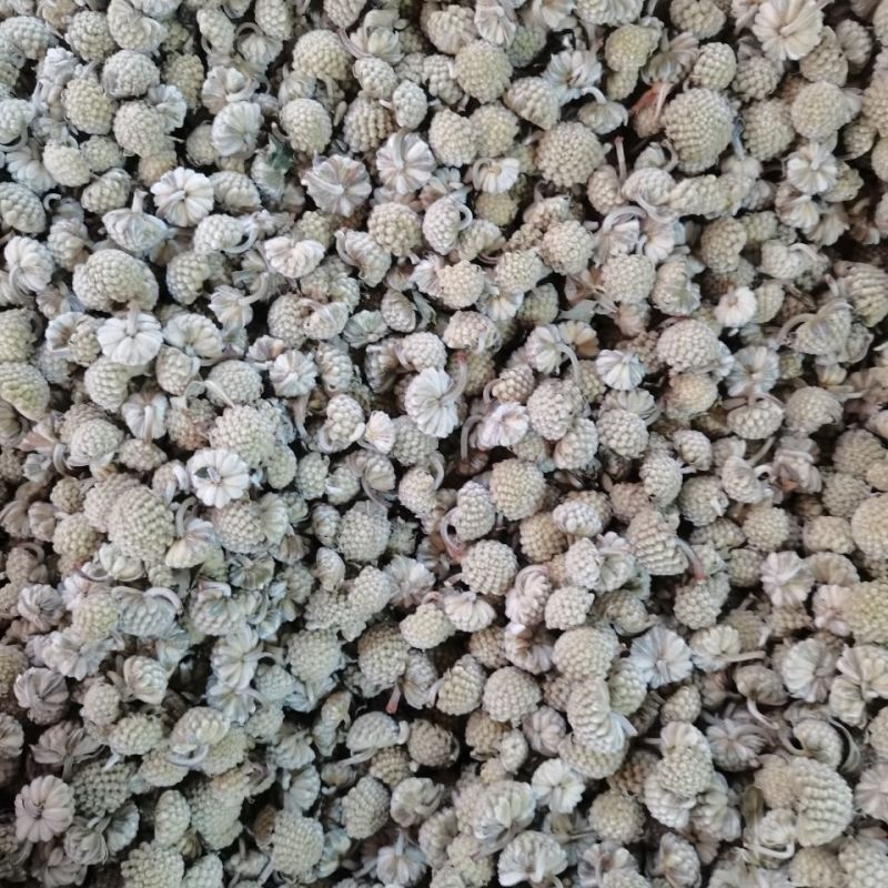 【绿萝花】绿萝花量大从优物美价廉产地直供