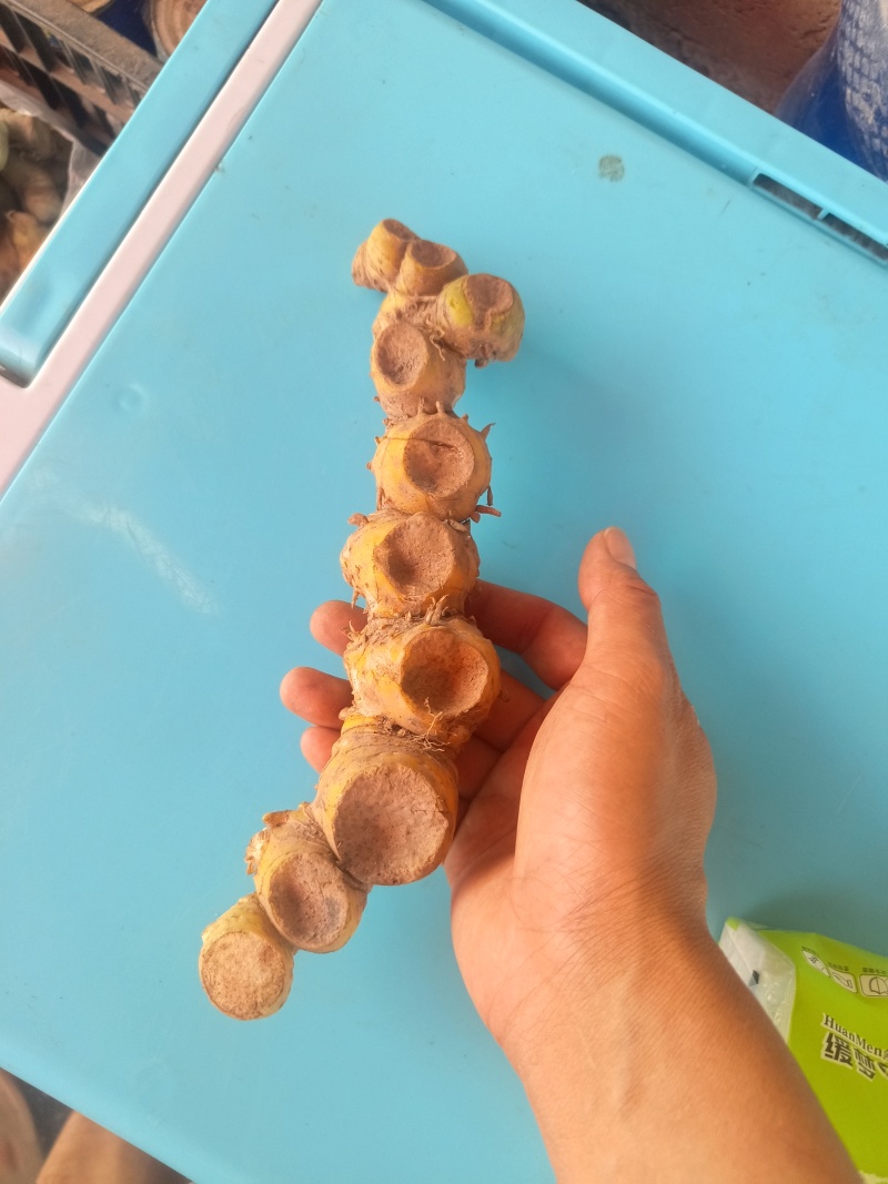 精品野生黄精，每年百万斤，大量有货产地直发可视频看货