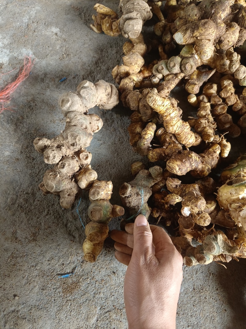 精品野生黄精，每年百万斤，大量有货产地直发可视频看货