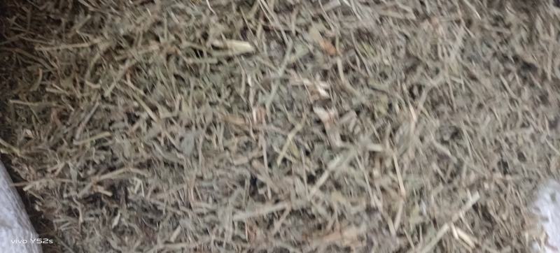 萹蓄
