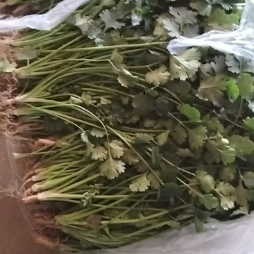 河北中叶铁杆青香菜供超市电商批发市场超市，全国发货