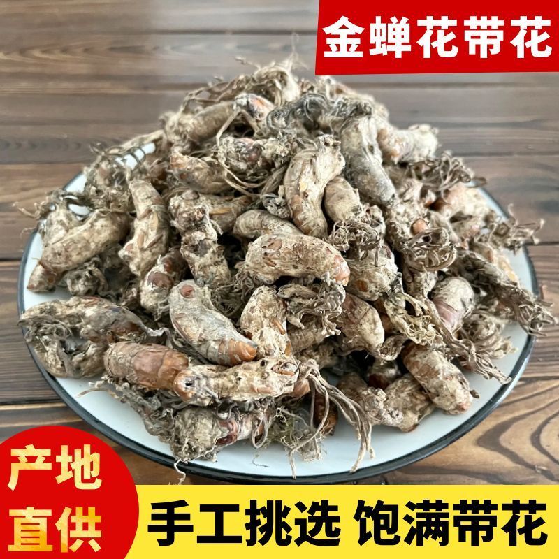 【金蝉花】金蝉花产地直供量大从优物美价廉