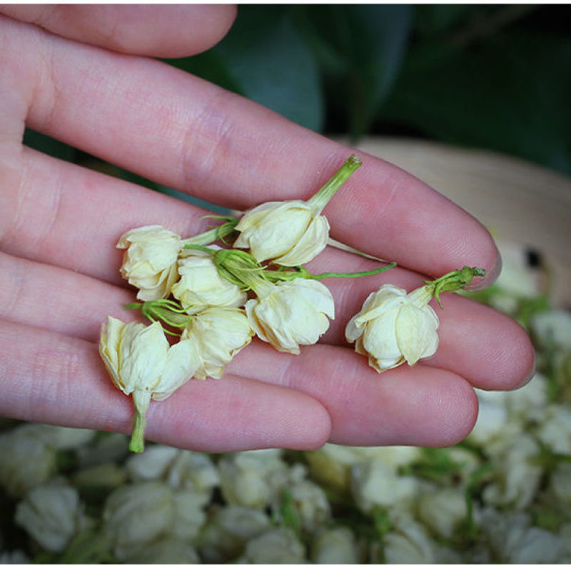 【茉莉花】茉莉花量大从优物美价廉产地直供