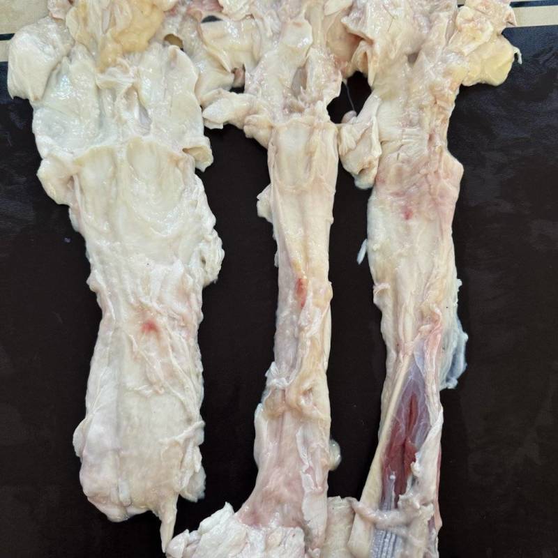 牛蹄筋精品，河北直发，新鲜牛副产品