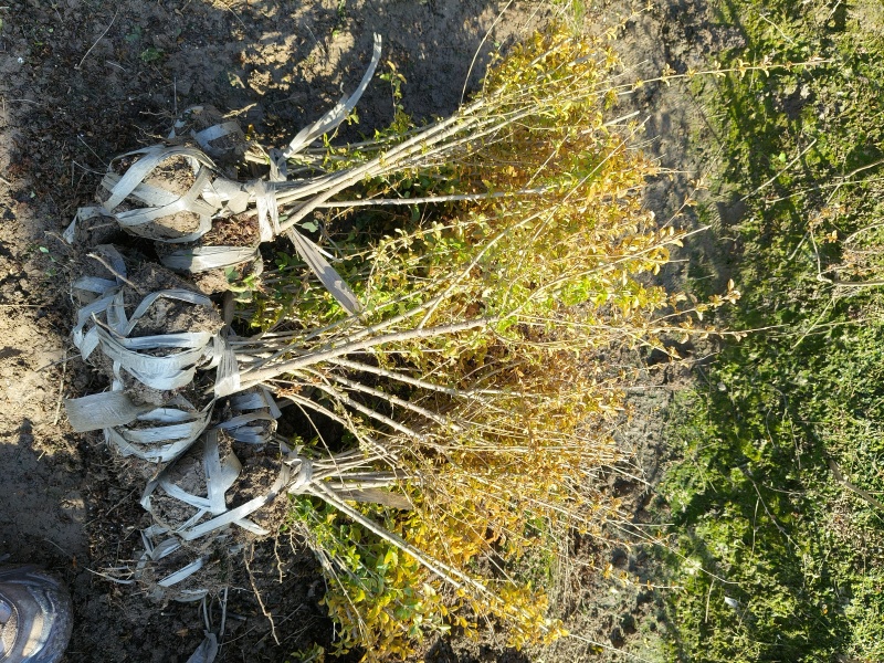 亮晶女贞小毛球高度30一35cm，价格优惠，欢迎来订购。