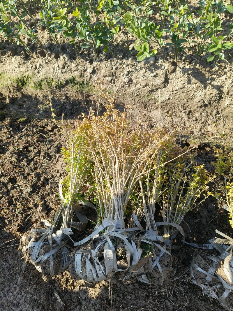 亮晶女贞小毛球高度30一35cm，价格优惠，欢迎来订购。