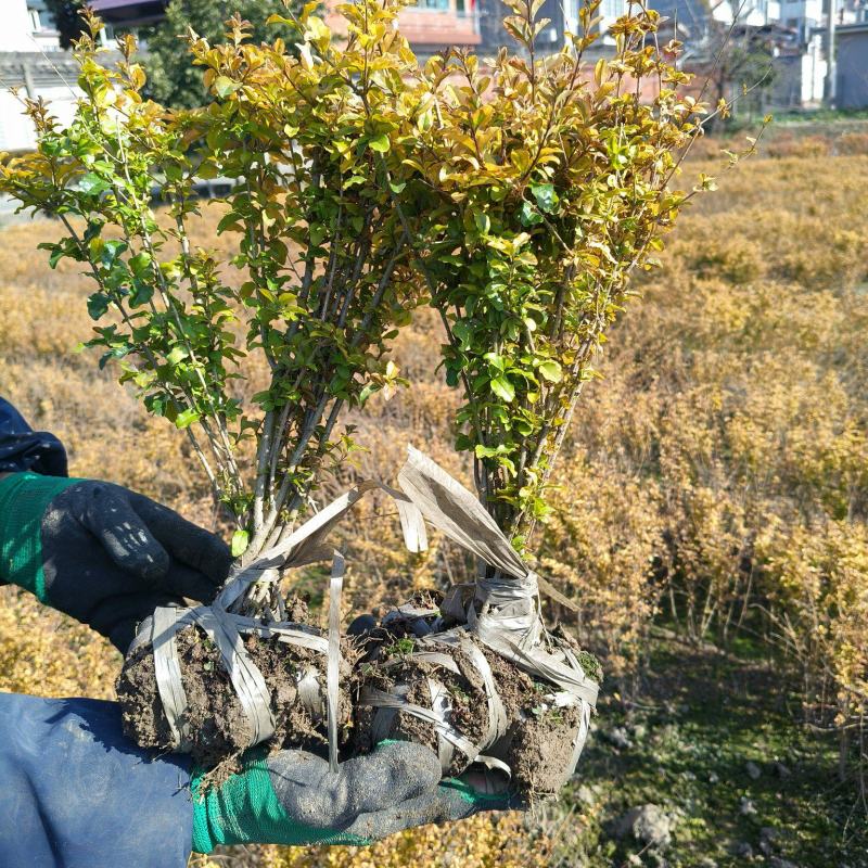 亮晶女贞小毛球高度30一35cm，价格优惠，欢迎来订购。