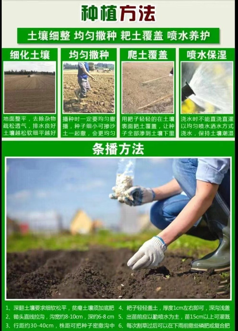 紫云英种子牧草种子红花种籽养家禽蜂蜜源高产果园绿肥