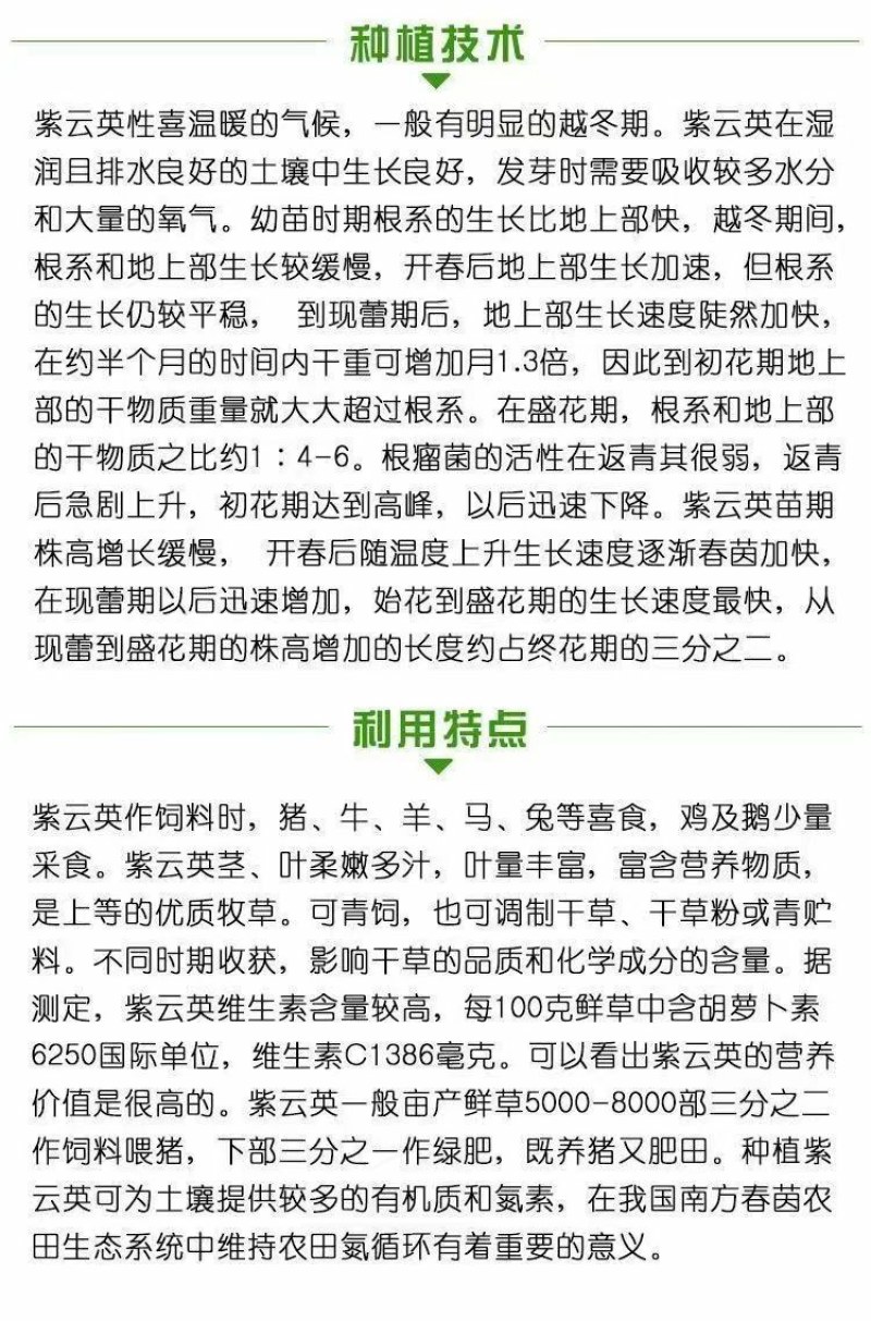 紫云英种子牧草种子红花种籽养家禽蜂蜜源高产果园绿肥