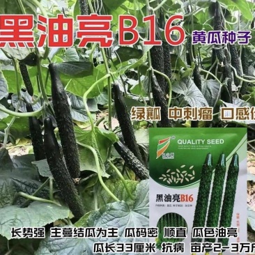 黑油亮B16黄瓜种子油亮青瓜绿瓤抗病高产新一代黄瓜种子