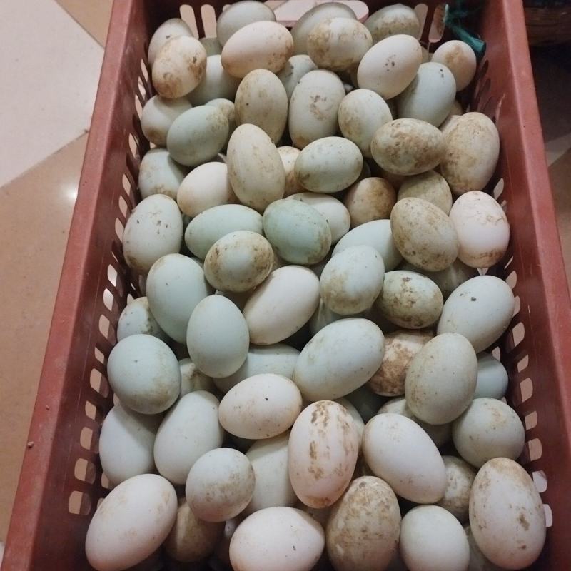 鸭蛋,自家桃园里散养鸭子绿壳鸭蛋量大从优。