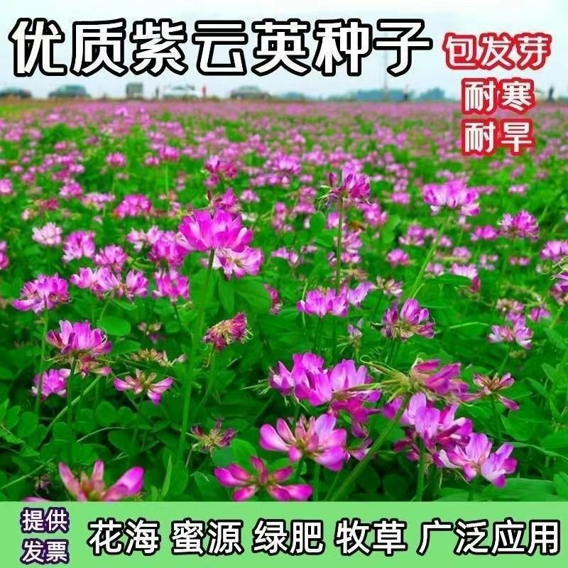 紫云英种子牧草种子红花种籽养家禽蜂蜜源高产果园绿肥
