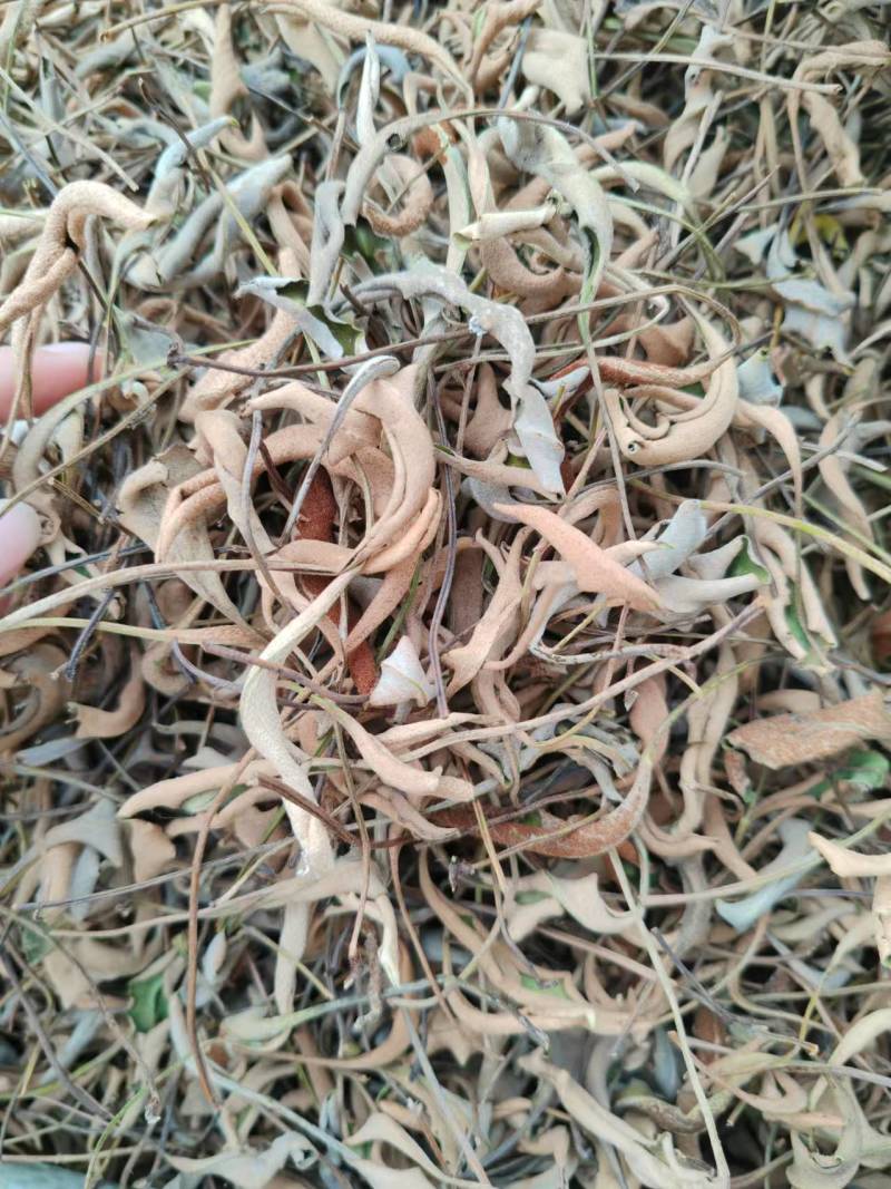 正规货源精品厂家直销石菖蒲新鲜到家