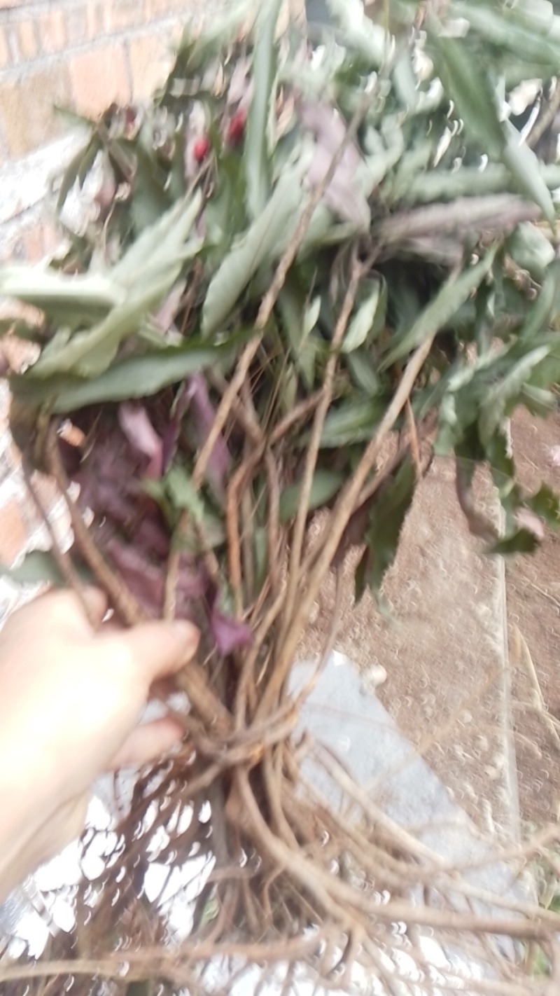 正规货源精品厂家直销石菖蒲新鲜到家
