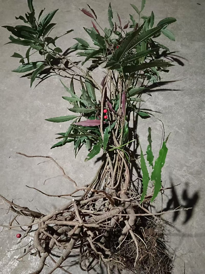 正规货源精品厂家直销石菖蒲新鲜到家