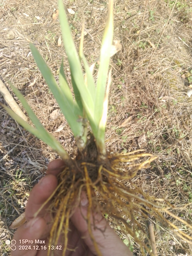 正规货源精品厂家直销石菖蒲新鲜到家