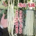龙盛雪山飞狐豇豆种子白豆角种籽白条高产三尺白玉春夏秋长豇