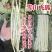龙盛雪山飞狐豇豆种子白豆角种籽白条高产三尺白玉春夏秋长豇