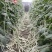 龙盛雪山飞狐豇豆种子白豆角种籽白条高产三尺白玉春夏秋长豇