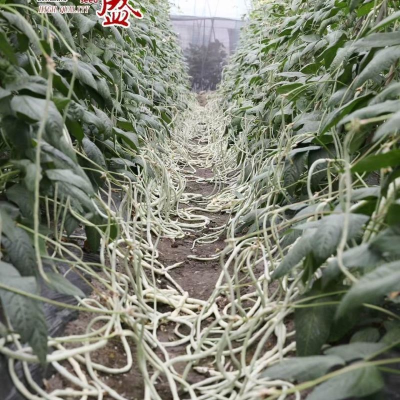 龙盛雪山飞狐豇豆种子白豆角种籽白条高产三尺白玉春夏秋长豇