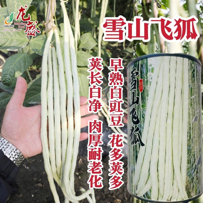 龙盛雪山飞狐豇豆种子白豆角种籽白条高产三尺白玉春夏秋长豇