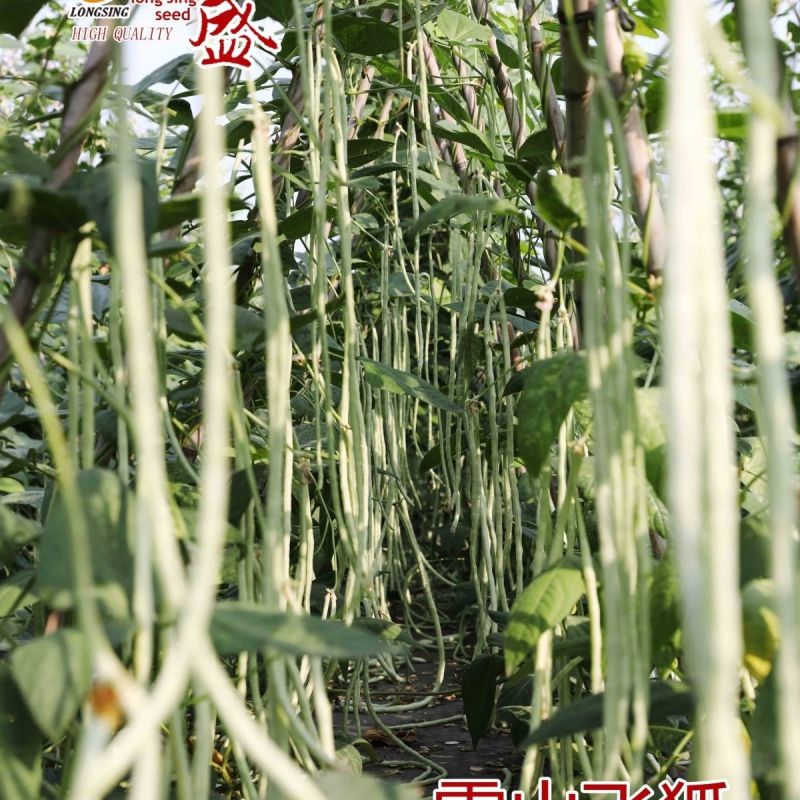 龙盛雪山飞狐豇豆种子白豆角种籽白条高产三尺白玉春夏秋长豇