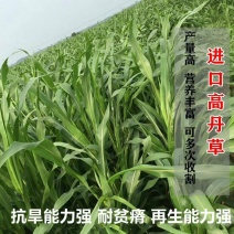 进口高丹王牧草种子耐寒养殖草籽鸡鸭种子四季牛羊鱼牛羊高产