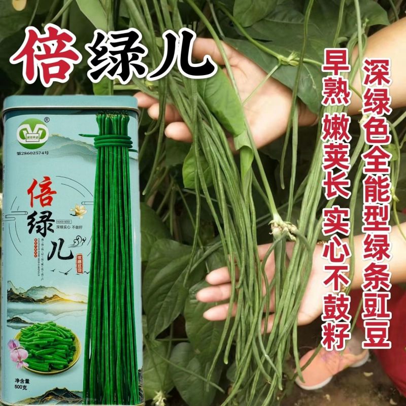 倍绿儿特长豇豆种子青条长豆角种子豇豆高产实心不鼓籽深绿条