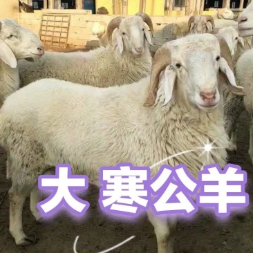 大寒公羊，代收代发全国各地，可以现场看，现场选，物流方便