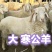 大寒公羊，代收代发全国各地，可以现场看，现场选，物流方便