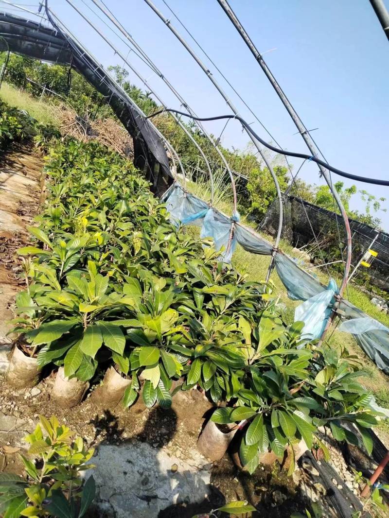 马加纳妈咪果苗